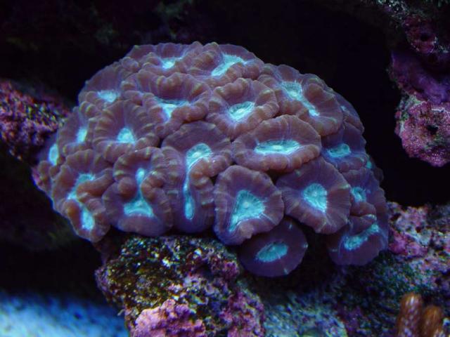 candy cane corals
